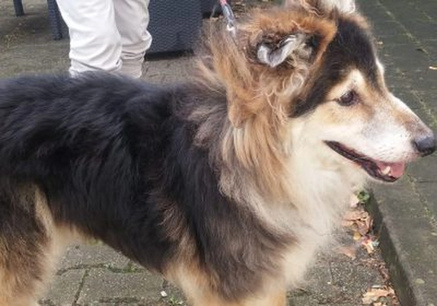 Tierschutzorganisation Arche 90 e.V. - Hund