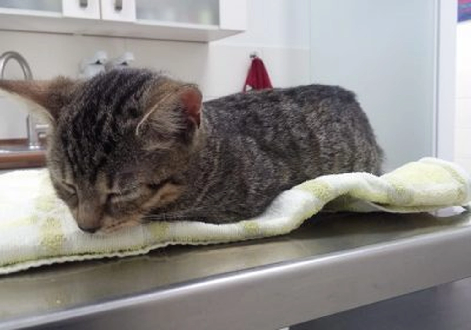 Tierschutzorganisation Arche 90 e.V. - Katze