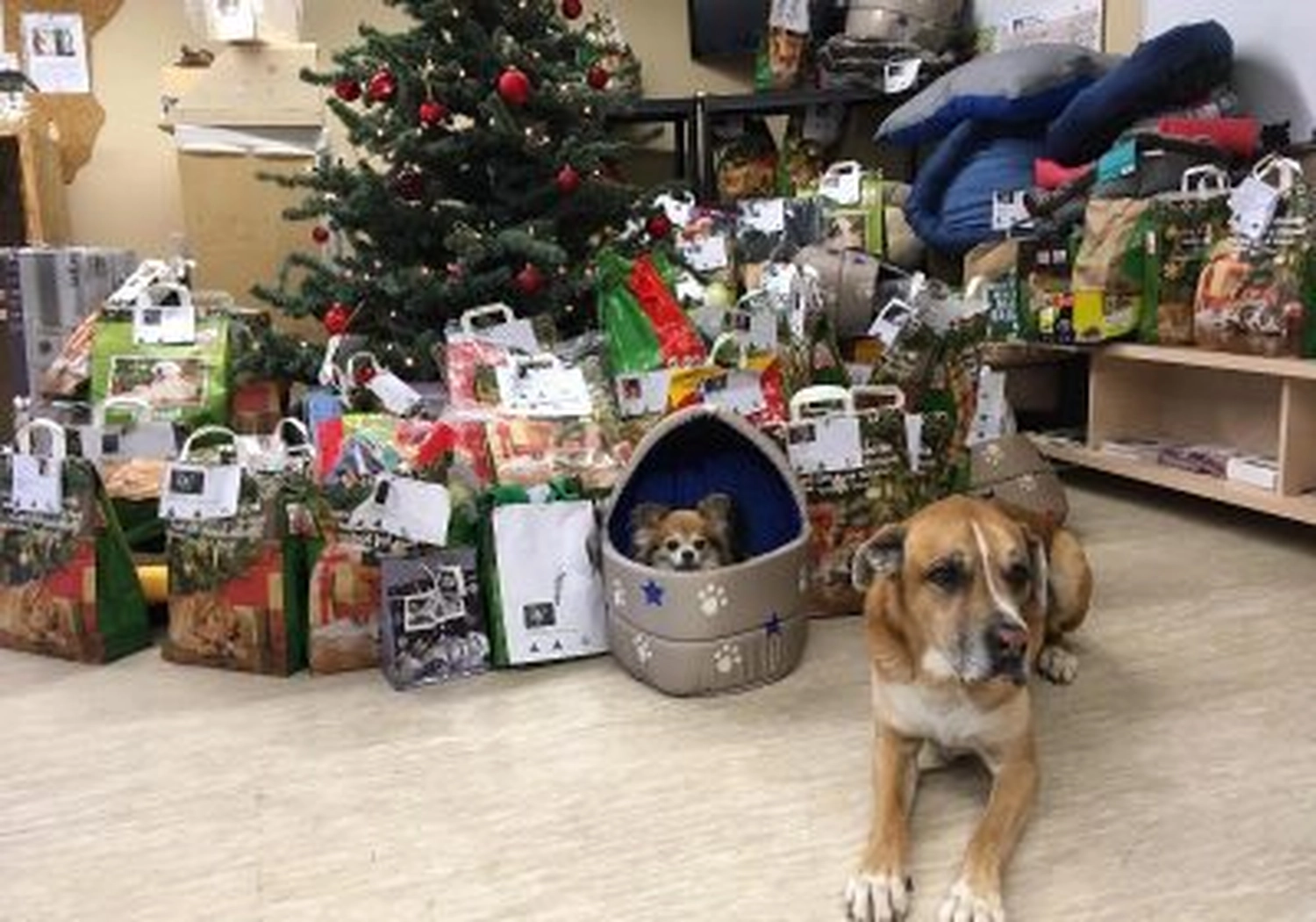 Tierschutzorganisation Arche 90 e.V. - Weihnachtswichtelaktion