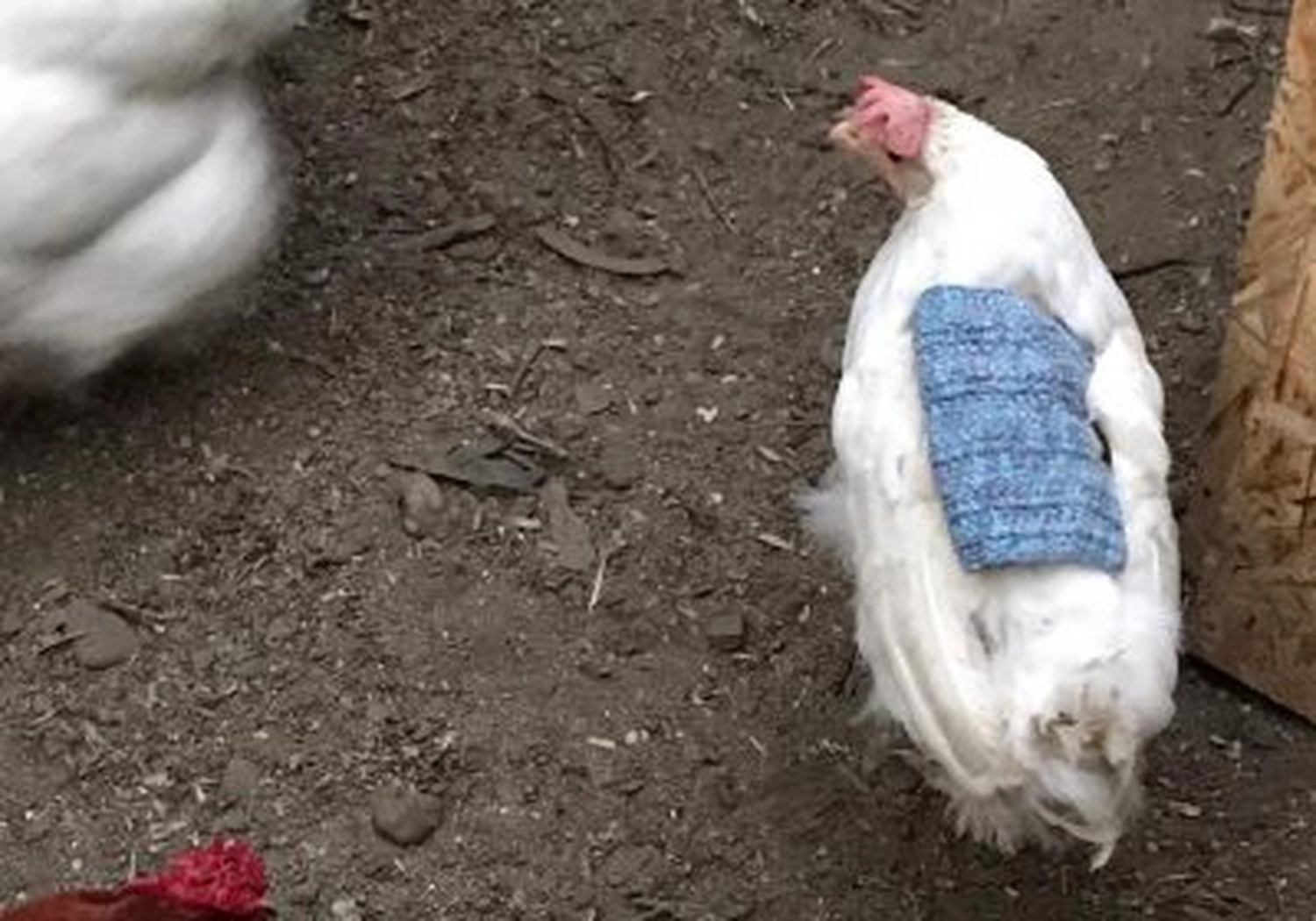 Tierschutzorganisation Arche 90 e.V. - Huhn