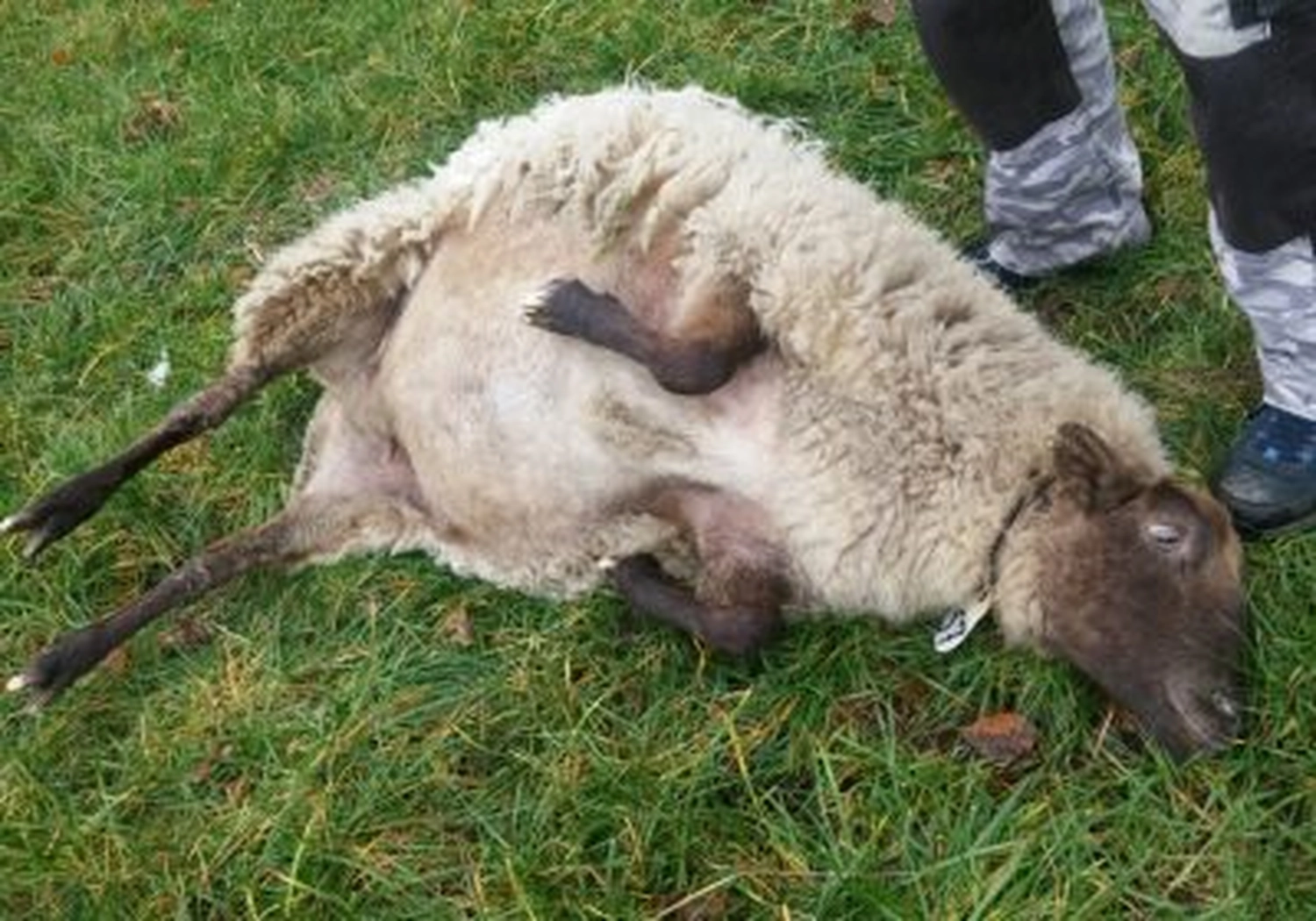 Tierschutzorganisation Arche 90 e.V. - Schafe aus Lebensgefahr gerettet