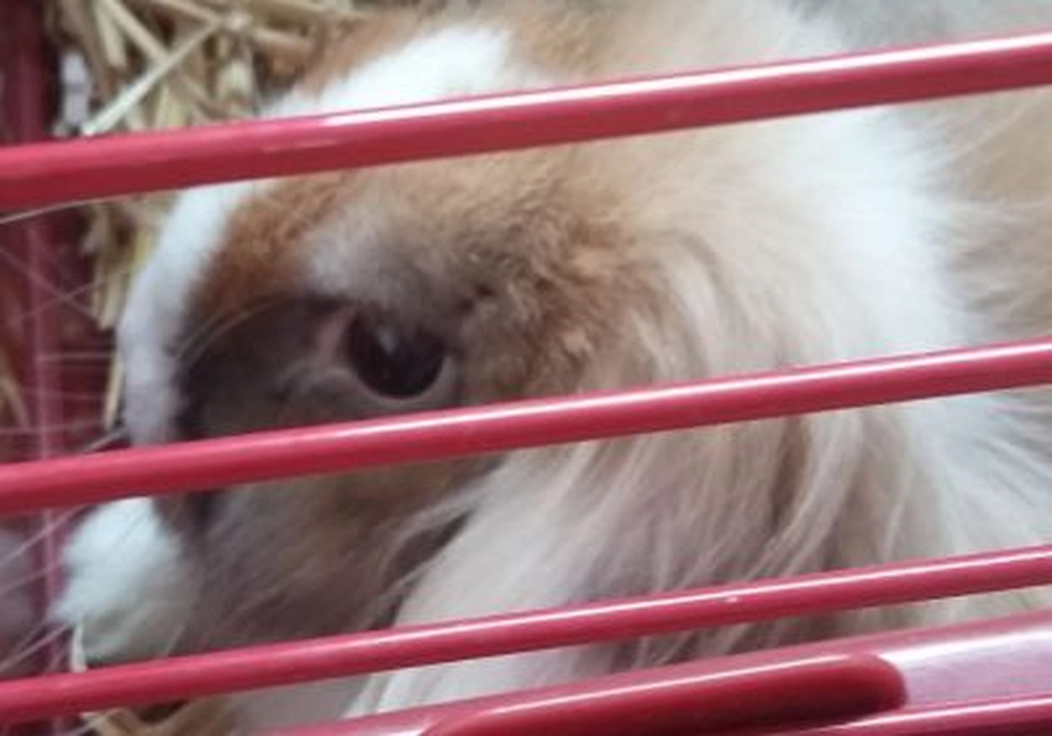 Tierschutzorganisation Arche 90 e.V. - Kaninchen