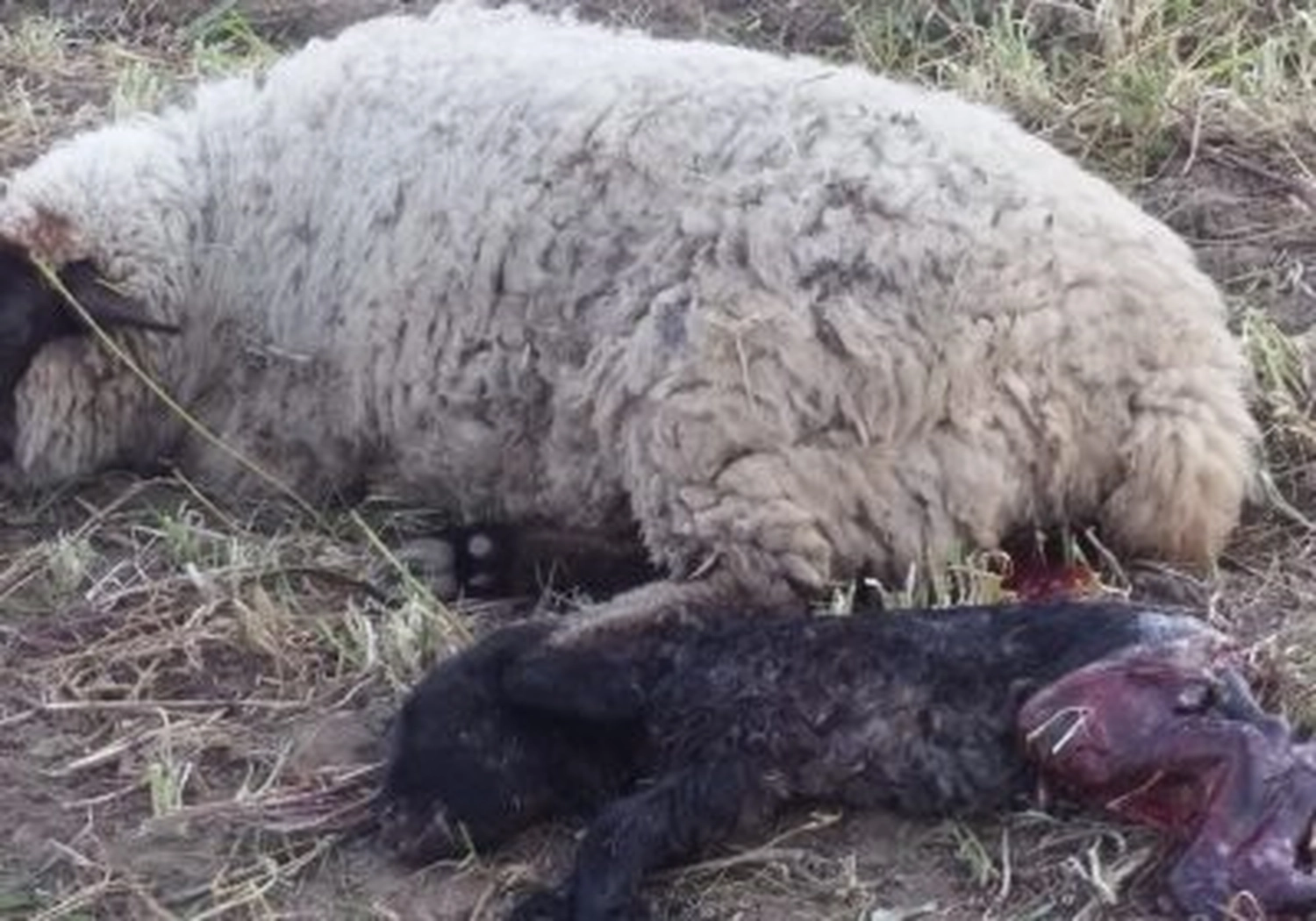 Tierschutzorganisation Arche 90 e.V. - Tot Schafe