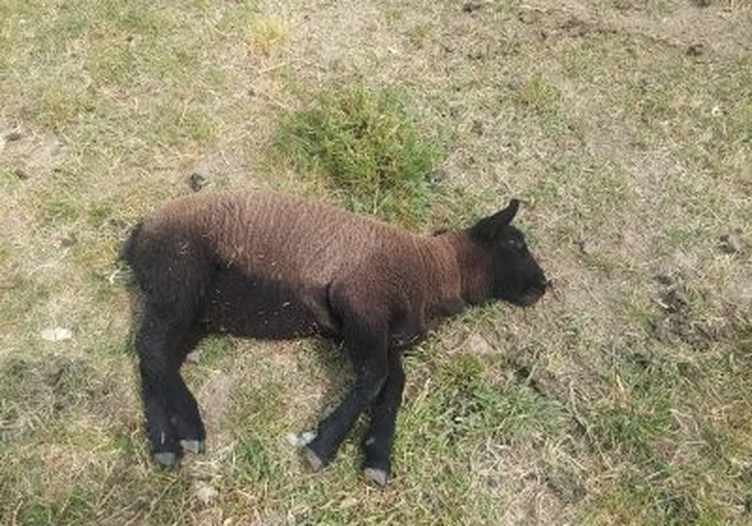 Tierschutzorganisation Arche 90 e.V. - Tot Schafe