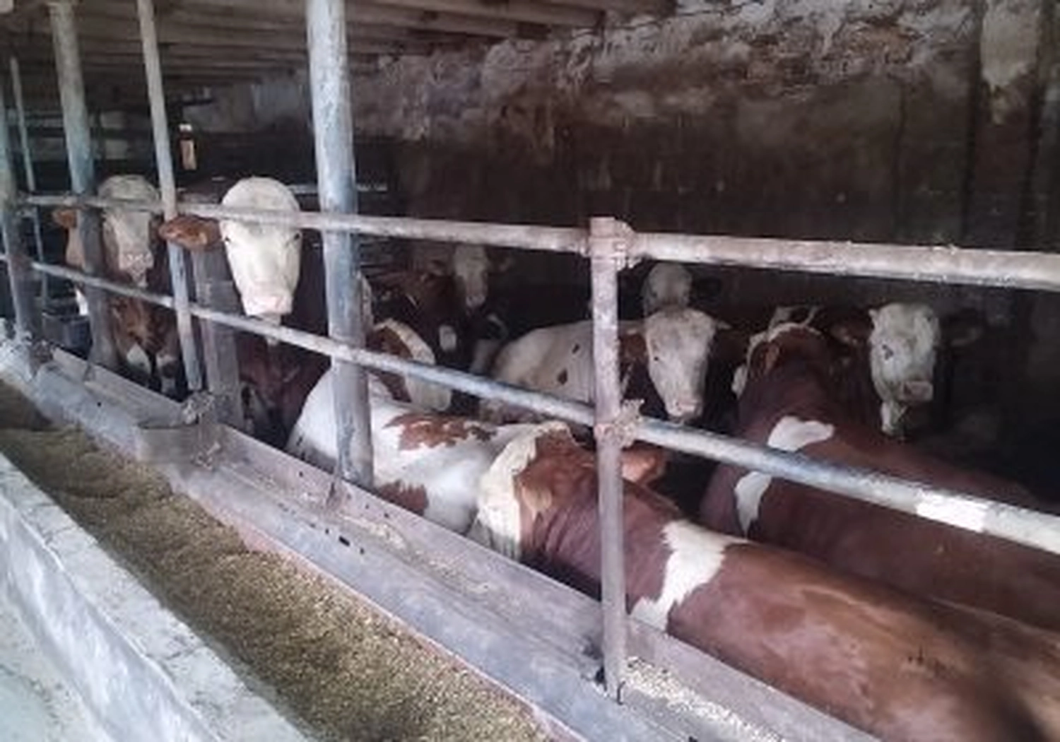 Tierschutzorganisation Arche 90 e.V. - Bullen