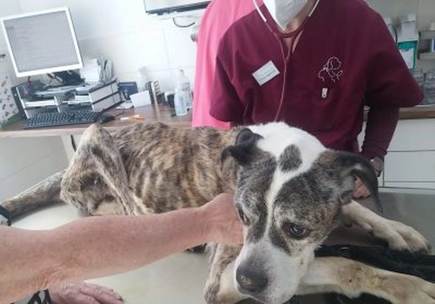 Tierschutzorganisation Arche 90 e.V. - Hund