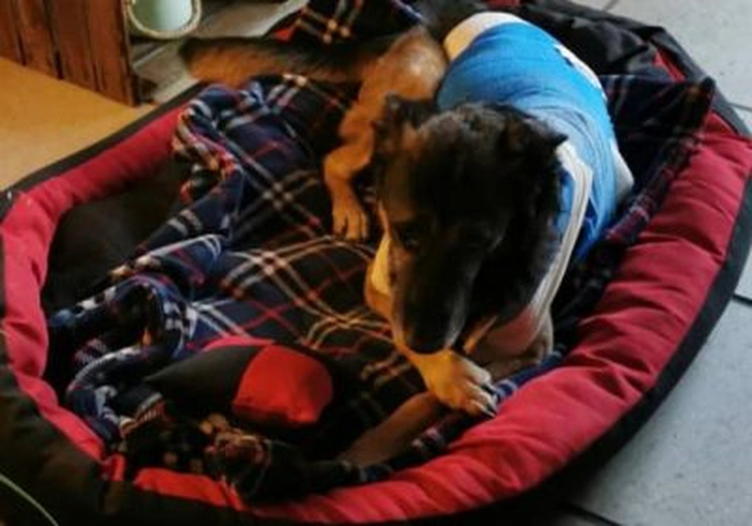 Tierschutzorganisation Arche 90 e.V. - Hund