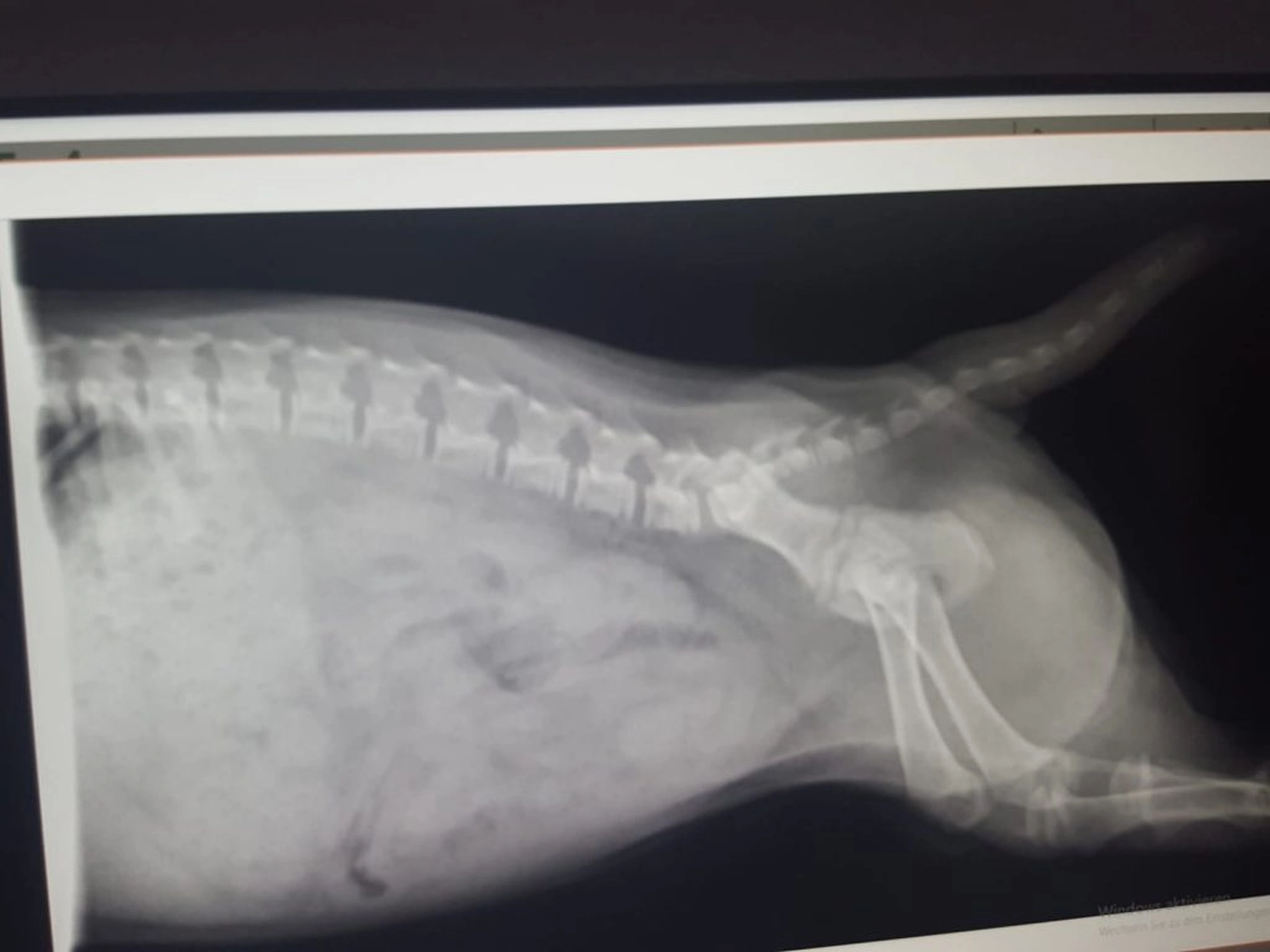 Tierschutzorganisation Arche 90 e.V. - Röntgen