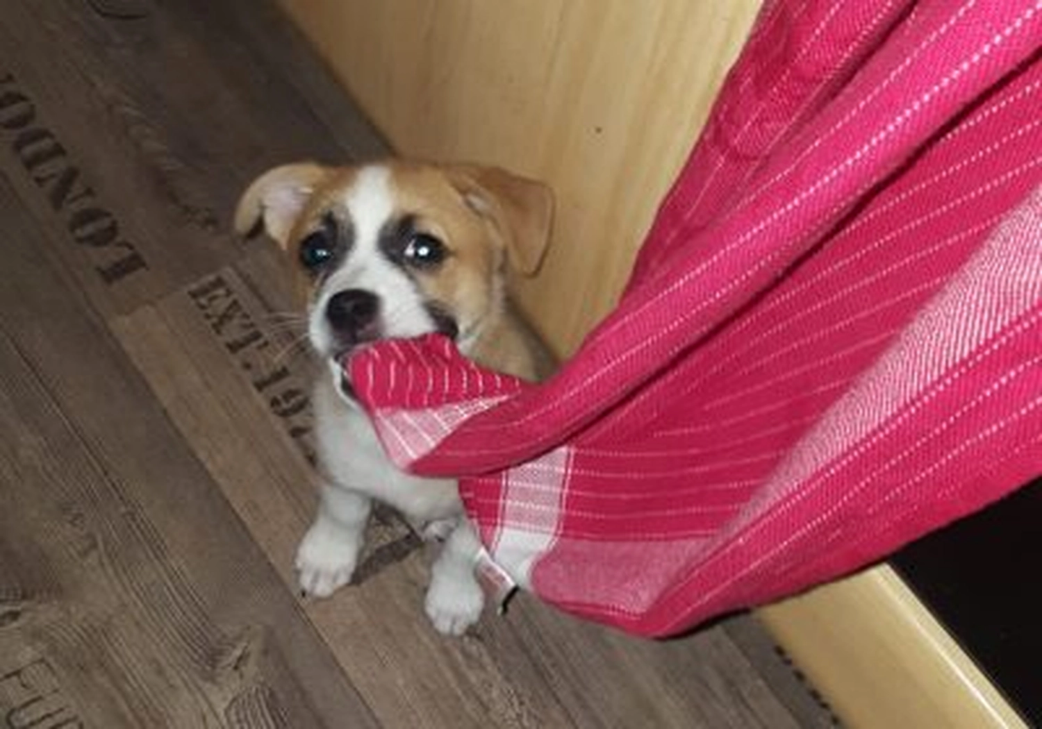 Tierschutzorganisation Arche 90 e.V. - Hund