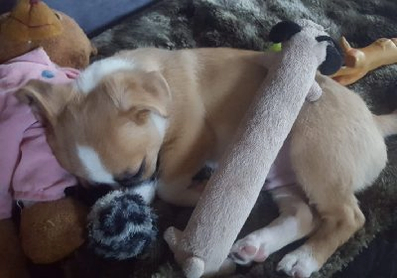 Tierschutzorganisation Arche 90 e.V. - Sweety Hund