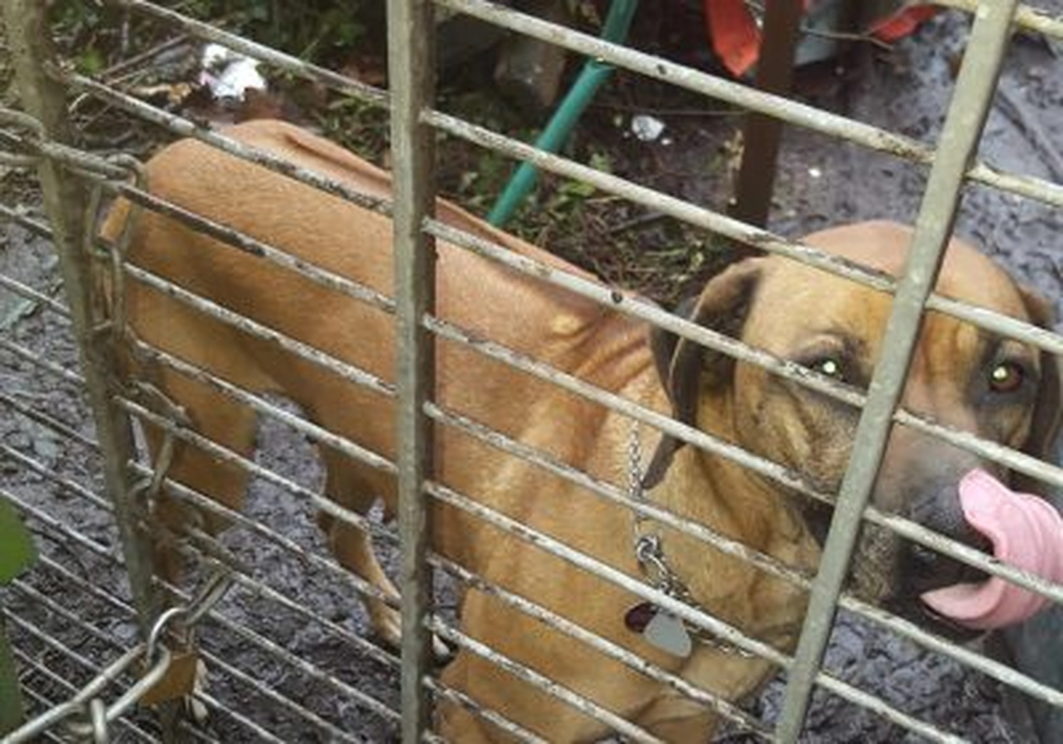 Tierschutzorganisation Arche 90 e.V. - Hund