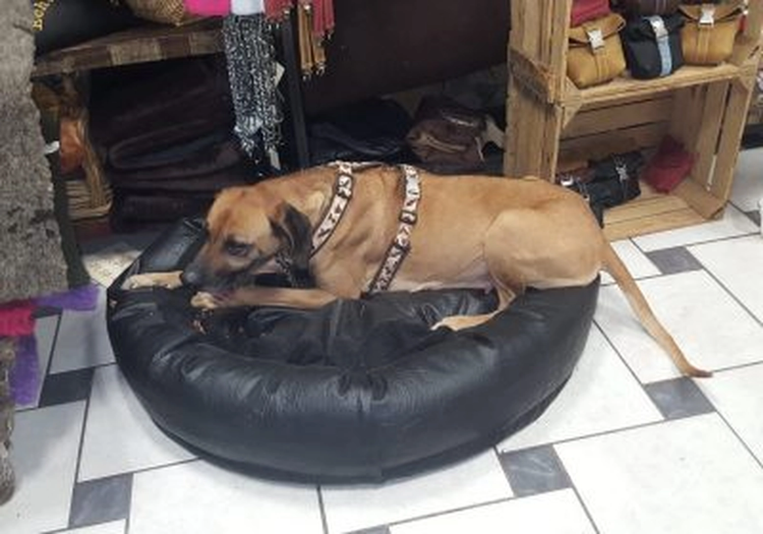 Tierschutzorganisation Arche 90 e.V. - Hund
