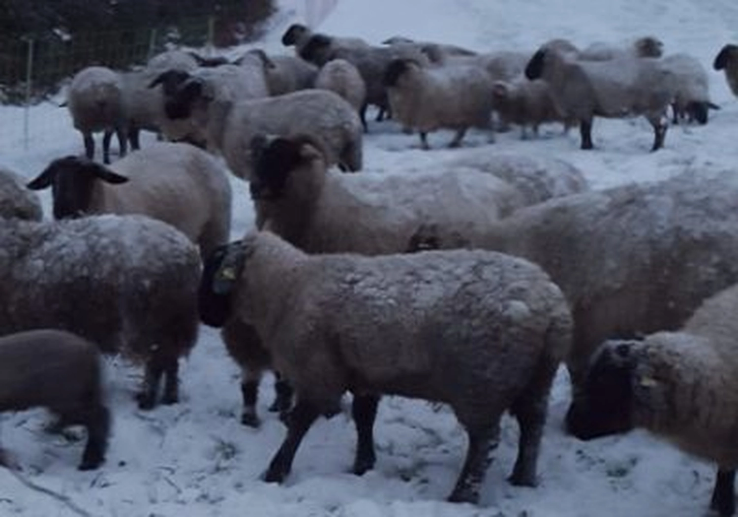 Tierschutzorganisation Arche 90 e.V. - Schafe