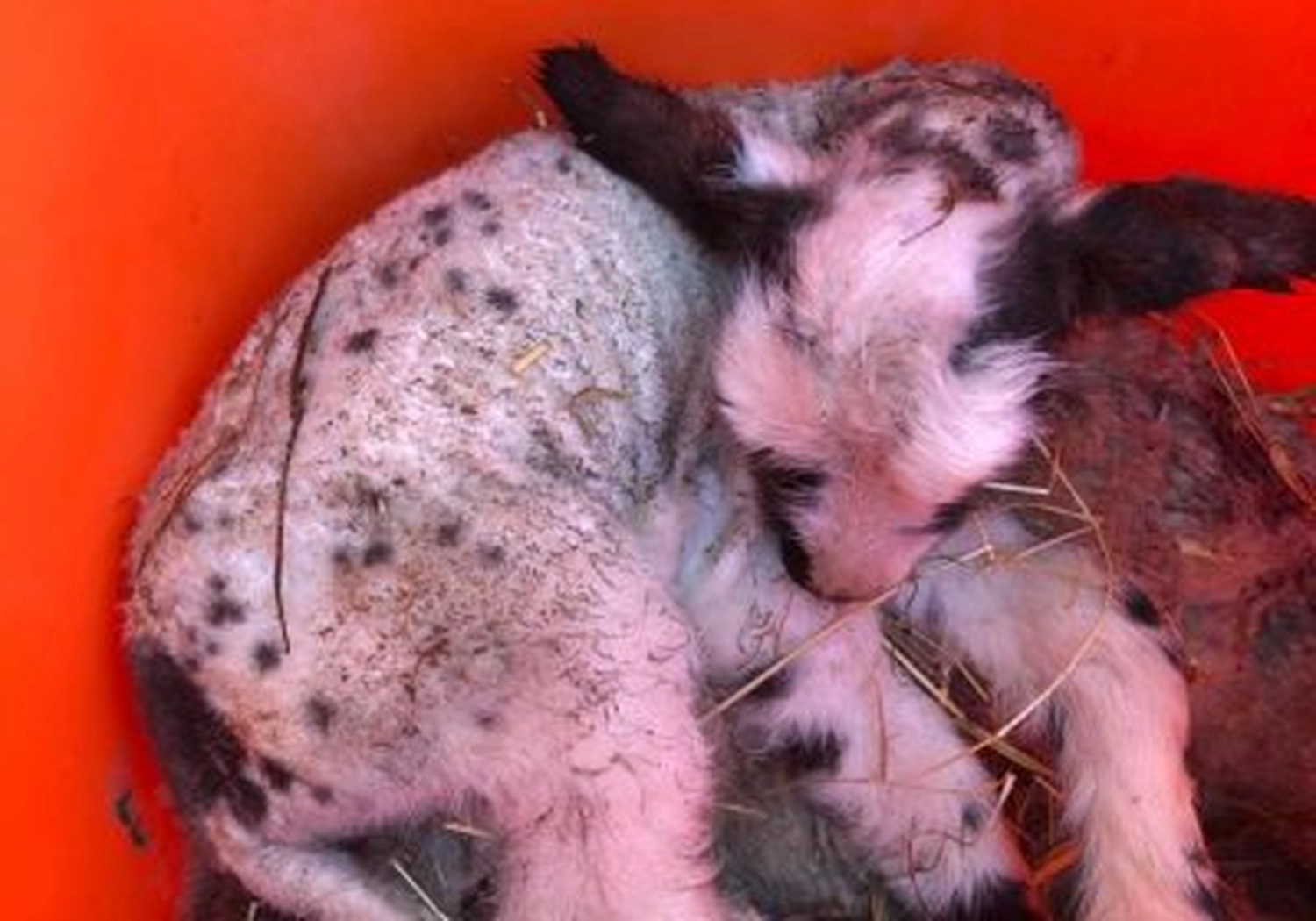 Tierschutzorganisation Arche 90 e.V. - Kleine Lämmer wie Müll in einer Tonne entsorgt