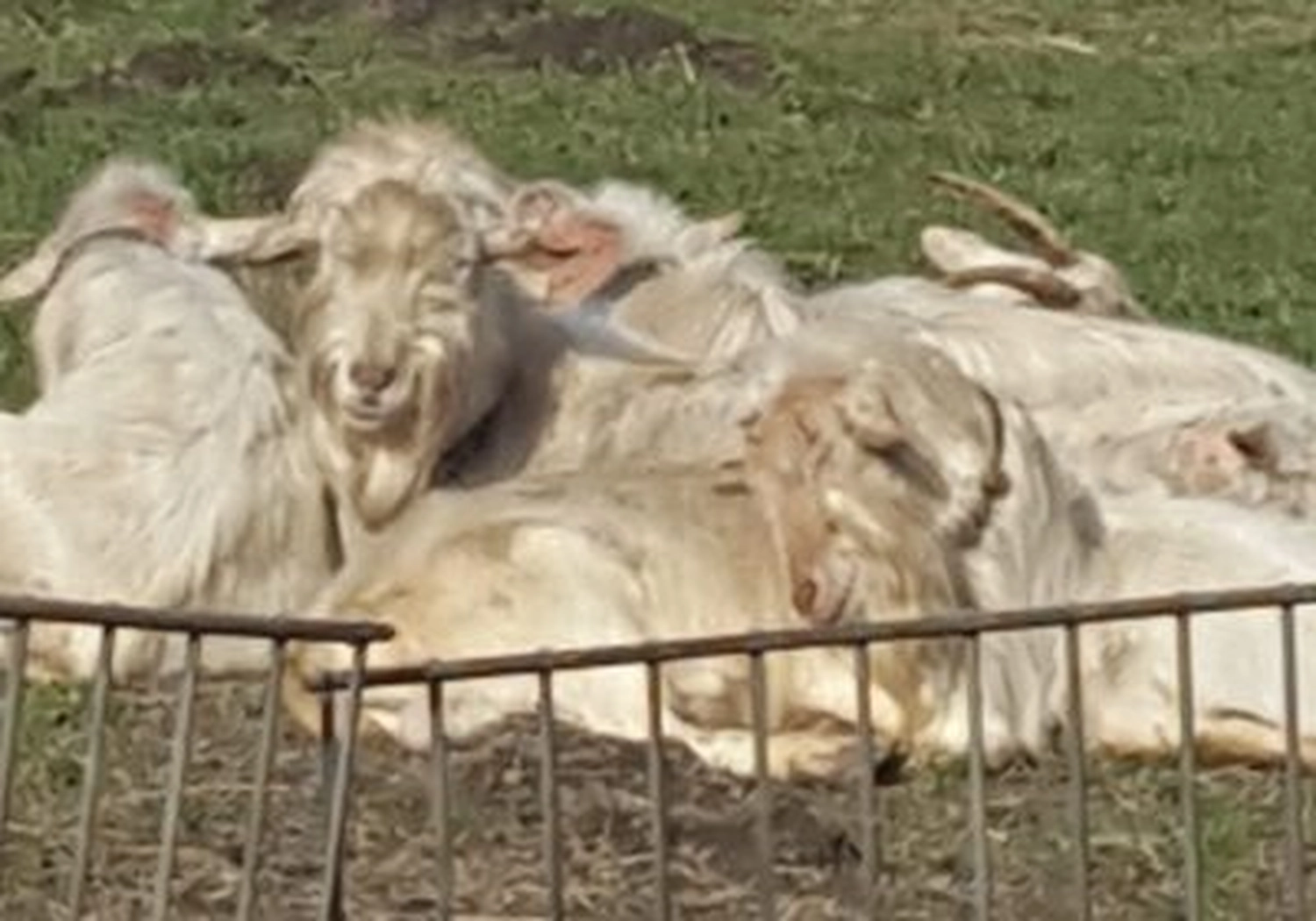 Tierschutzorganisation Arche 90 e.V. - Weißer Widder ziegen