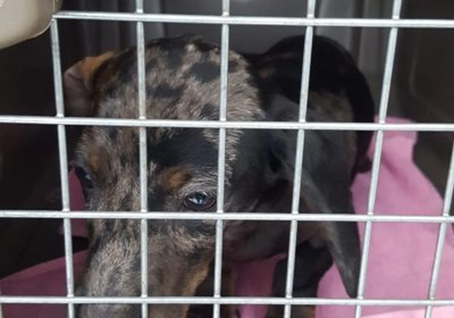 Tierschutzorganisation Arche 90 e.V. - Hunden im Schutzraum