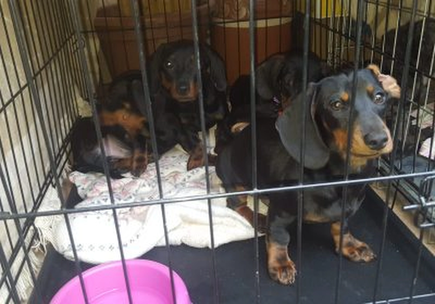 Tierschutzorganisation Arche 90 e.V. - Hunden