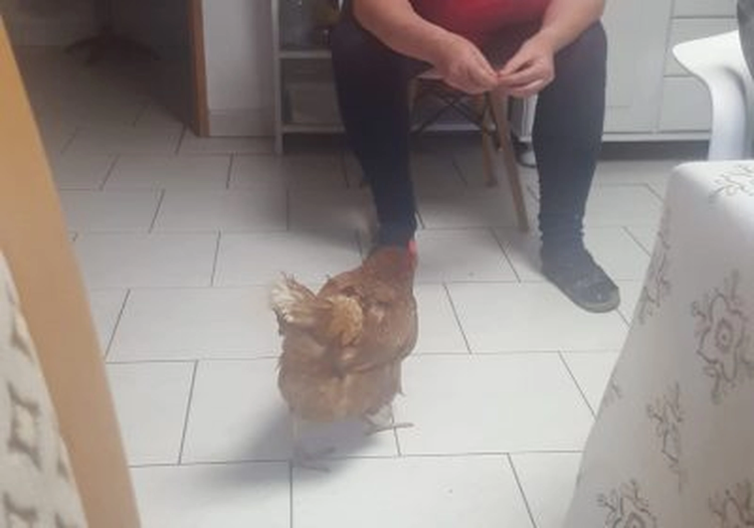 Tierschutzorganisation Arche 90 e.V. - Huhn „Süße“ holt jeden Tag ihr Leckerli ab