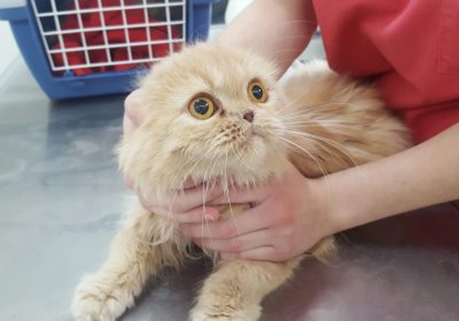 Tierschutzorganisation Arche 90 e.V. - Katze