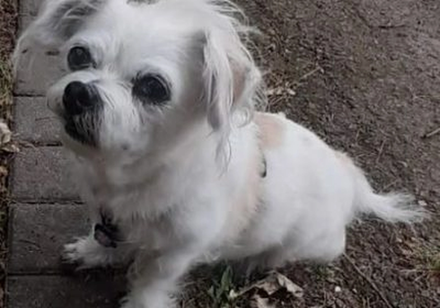 Tierschutzorganisation Arche 90 e.V. - Hunde-Dame Daisy