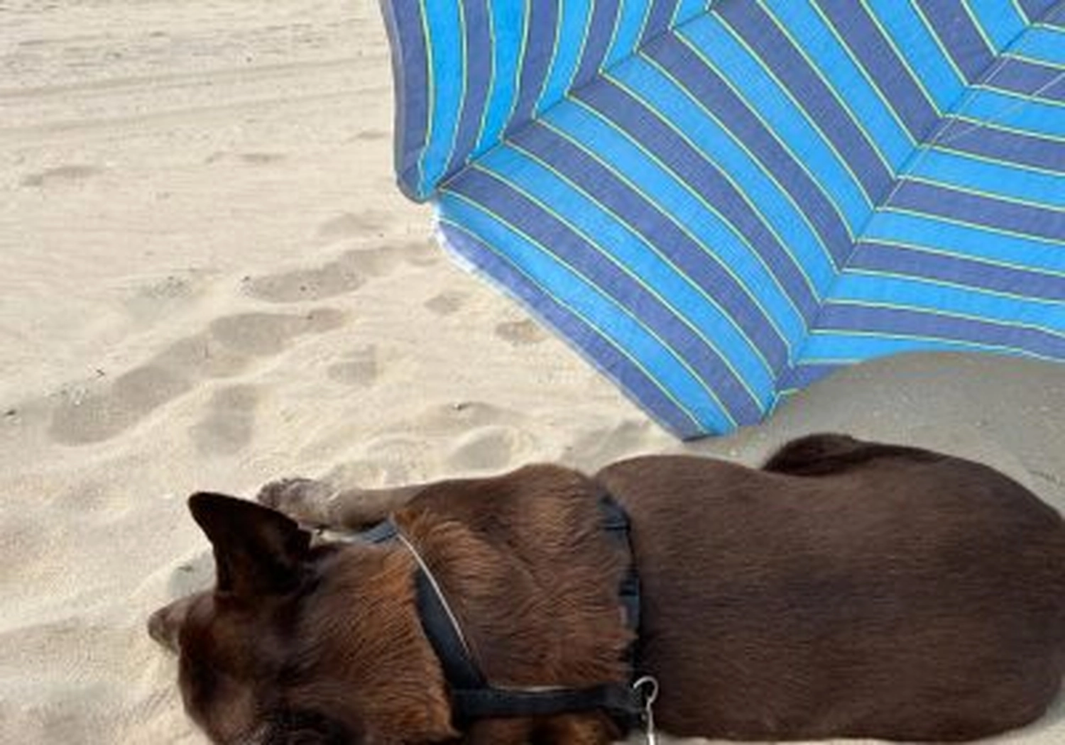 Tierschutzorganisation Arche 90 e.V. - Layla im Abenteuerurlaub
