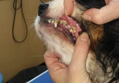 Tierschutzorganisation Arche 90 e.V. - Hund