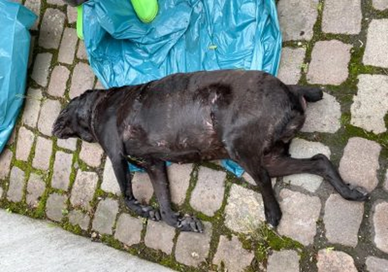 Tierschutzorganisation Arche 90 e.V. - Tote Hündin im Kanal entdeckt