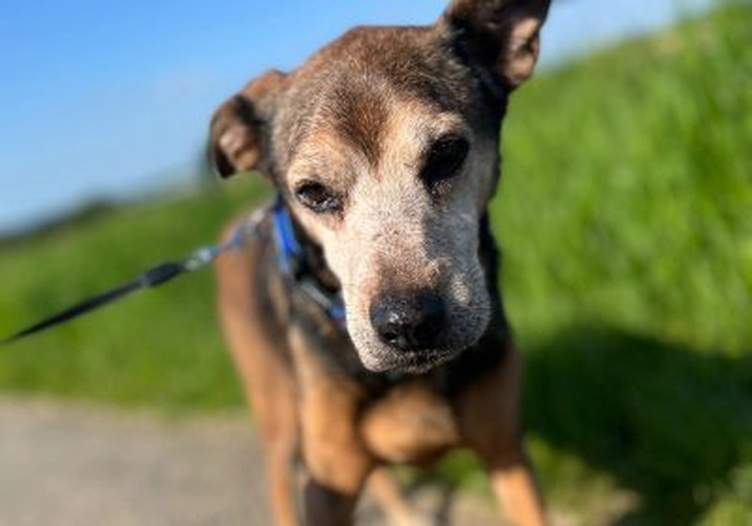 Tierschutzorganisation Arche 90 e.V. - Hund
