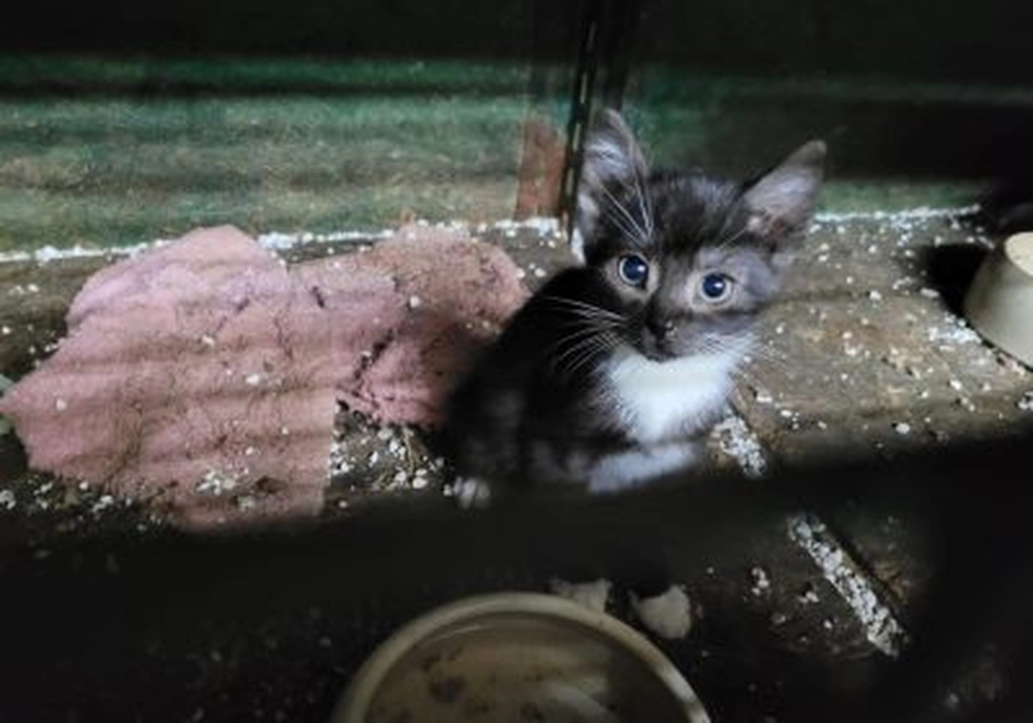 Tierschutzorganisation Arche 90 e.V. - Katze