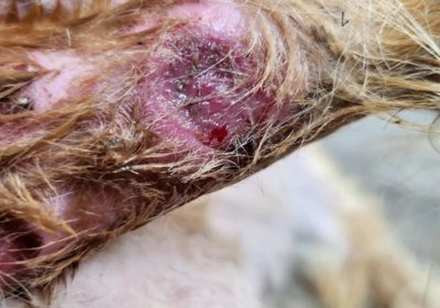 Tierschutzorganisation Arche 90 e.V. - Verletztes Tier