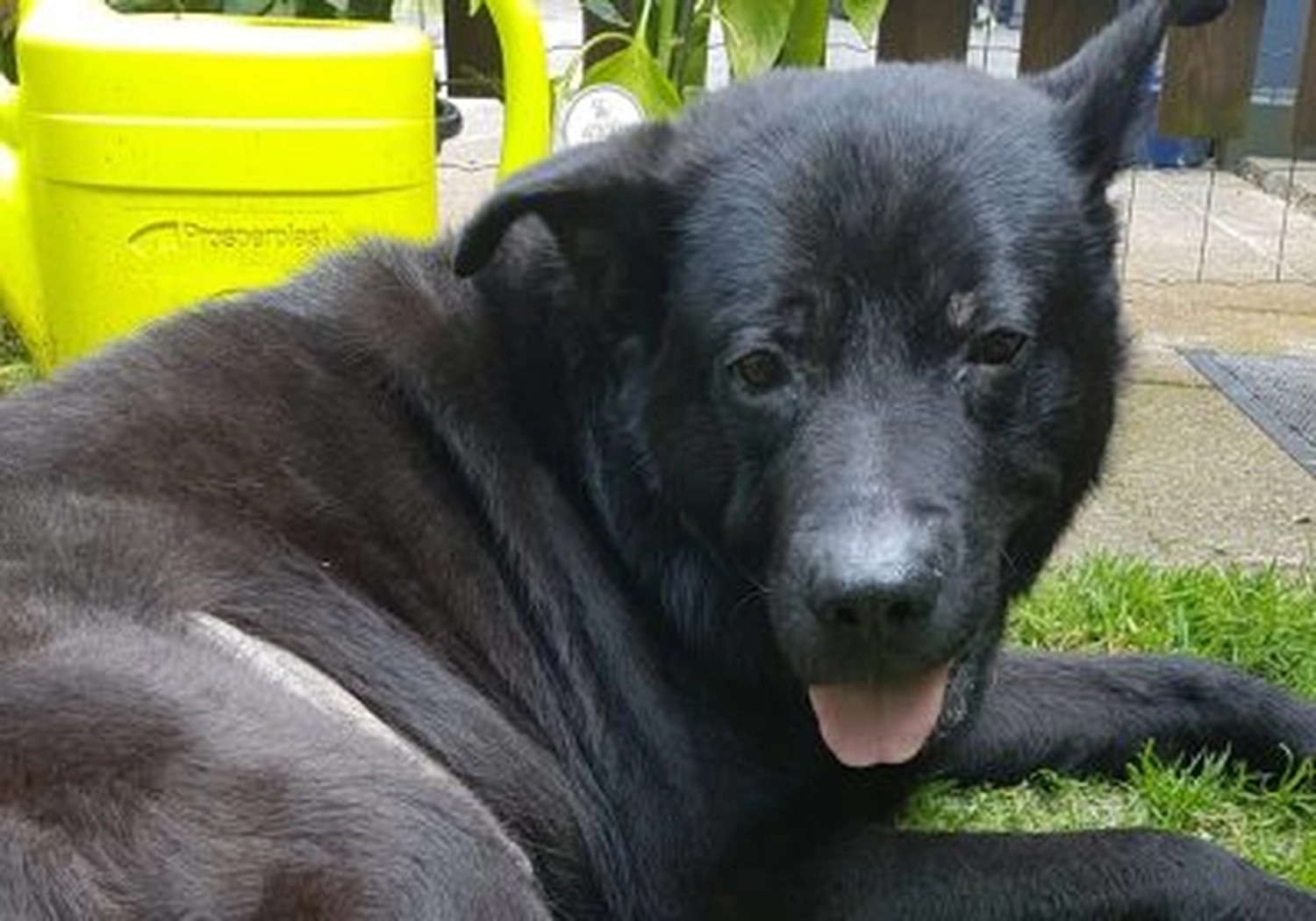 Tierschutzorganisation Arche 90 e.V. - Hund