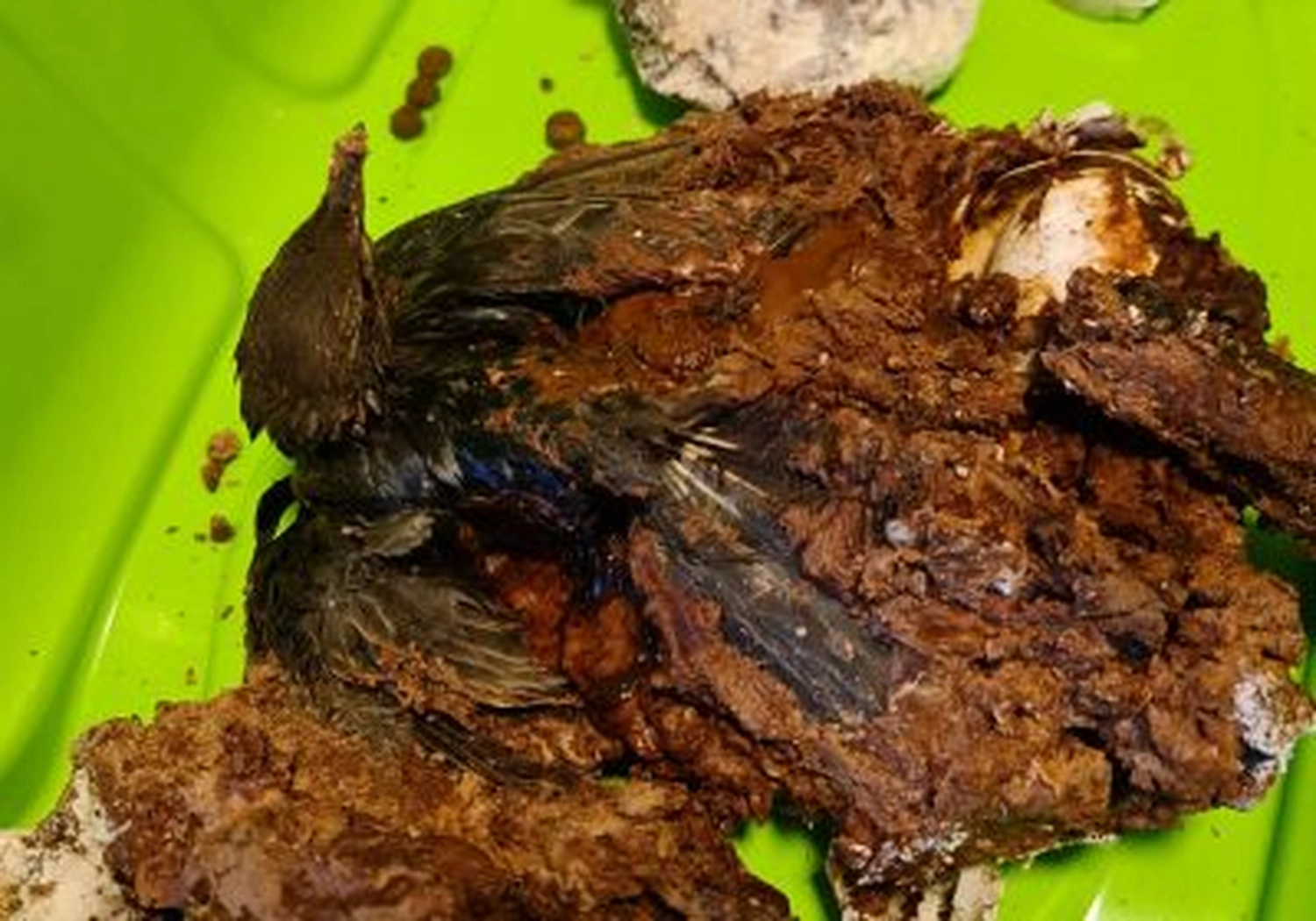 Tierschutzorganisation Arche 90 e.V. - Schokoladen-Glasur wird zur tödlichen Falle