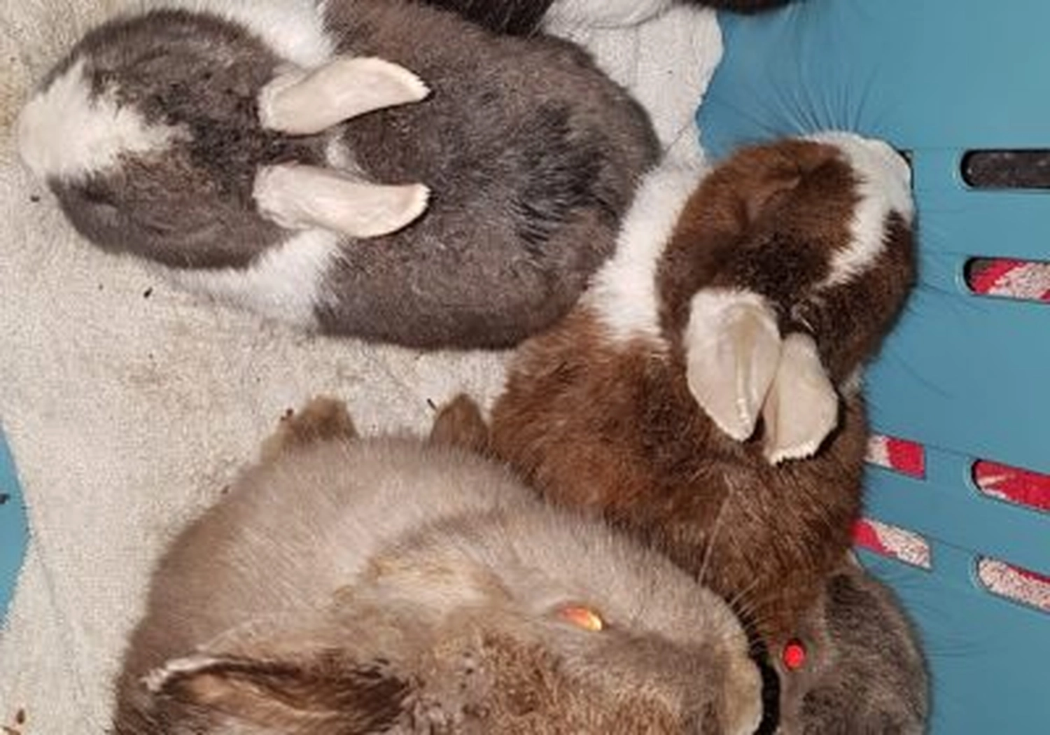 Tierschutzorganisation Arche 90 e.V. - Ausgesetzte Kaninchen gerettet