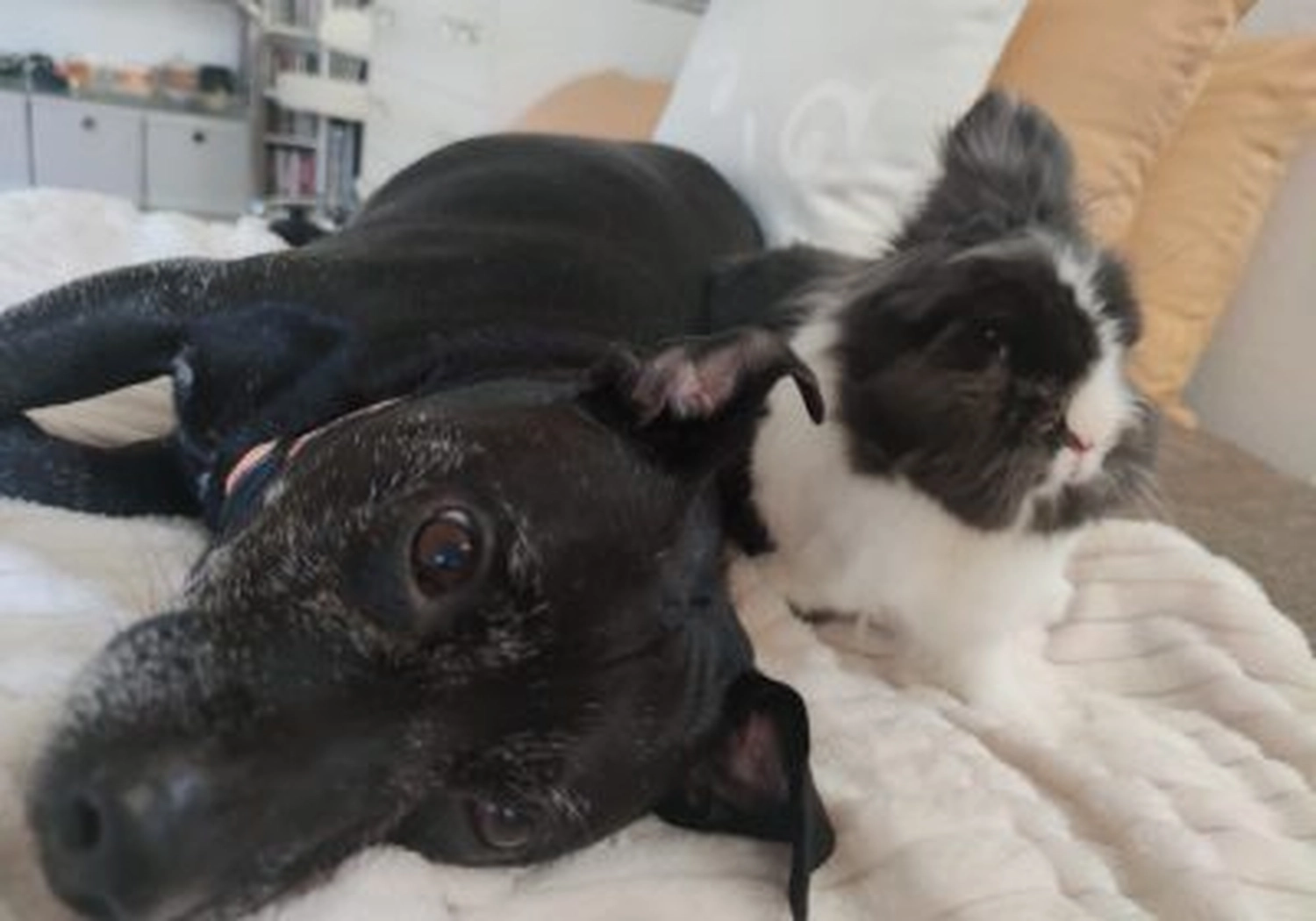 Tierschutzorganisation Arche 90 e.V. - Katze und Hund