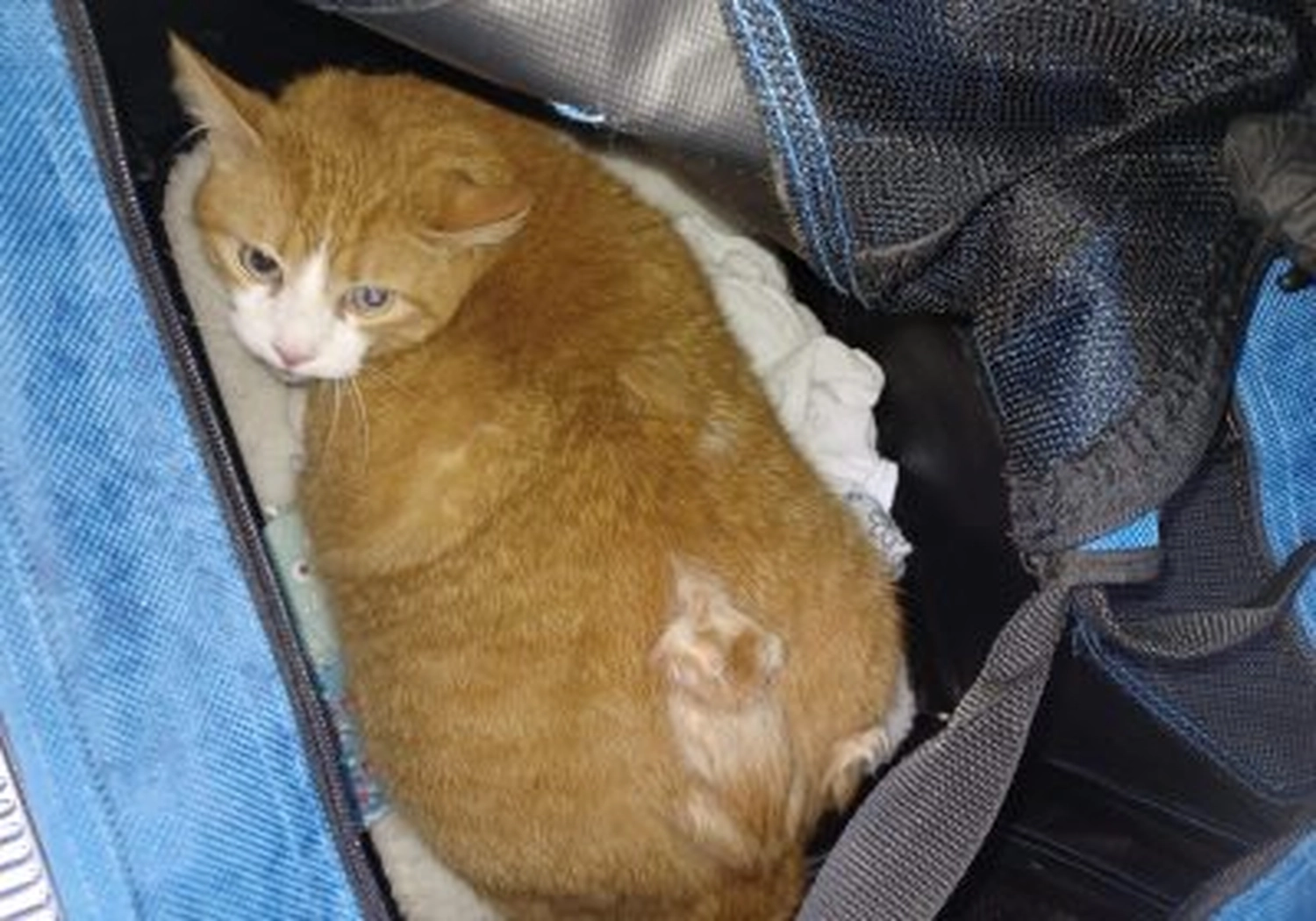 Tierschutzorganisation Arche 90 e.V. - Katze