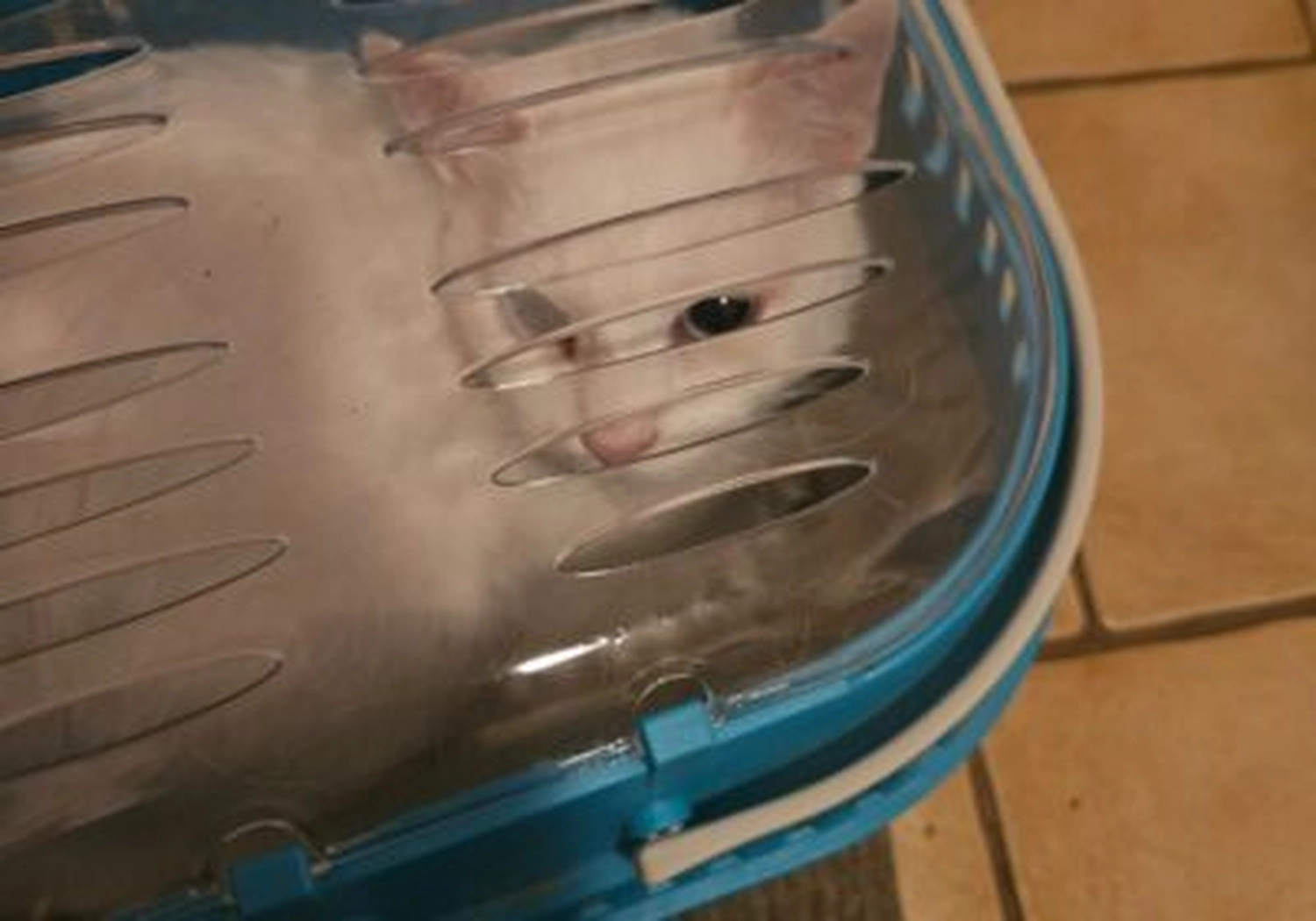 Tierschutzorganisation Arche 90 e.V. - Katze