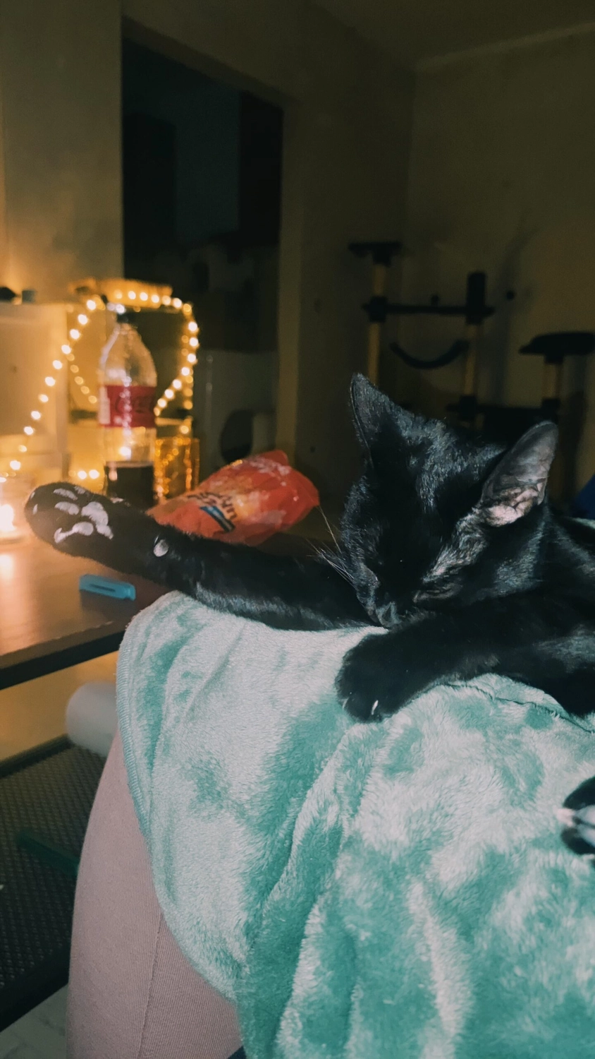 Tierschutzorganisation Arche 90 e.V. - Katze Brownie