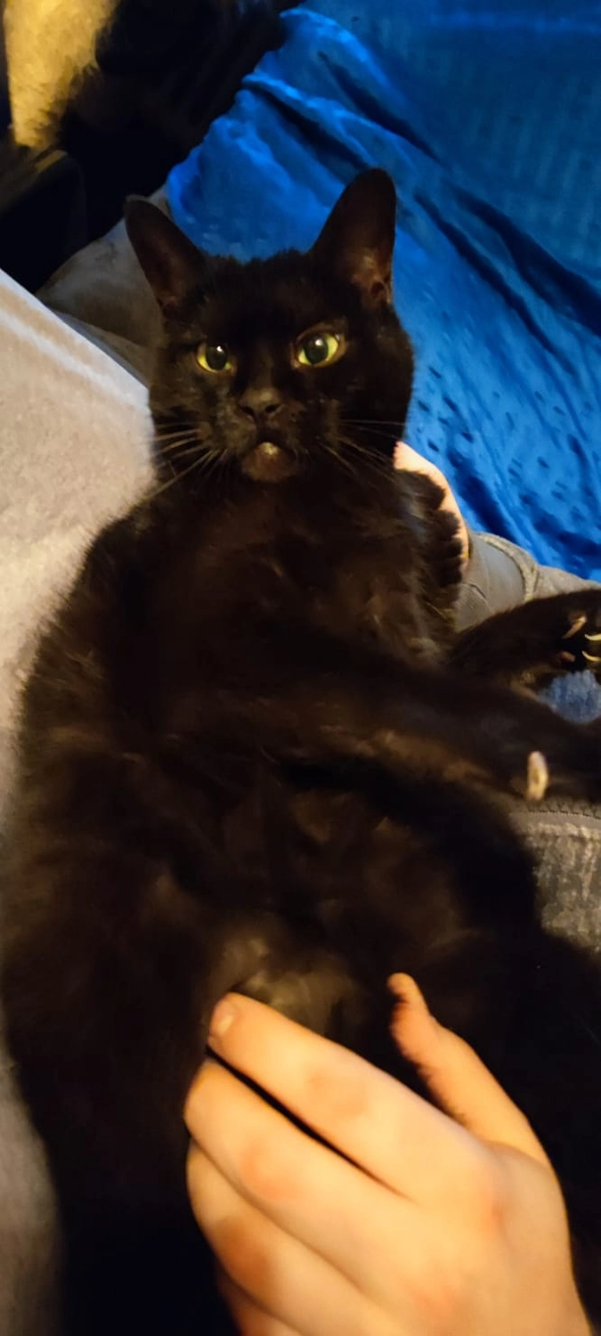 Tierschutzorganisation Arche 90 e.V. - Katze Brownie