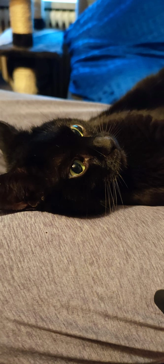 Tierschutzorganisation Arche 90 e.V. - Katze Brownie