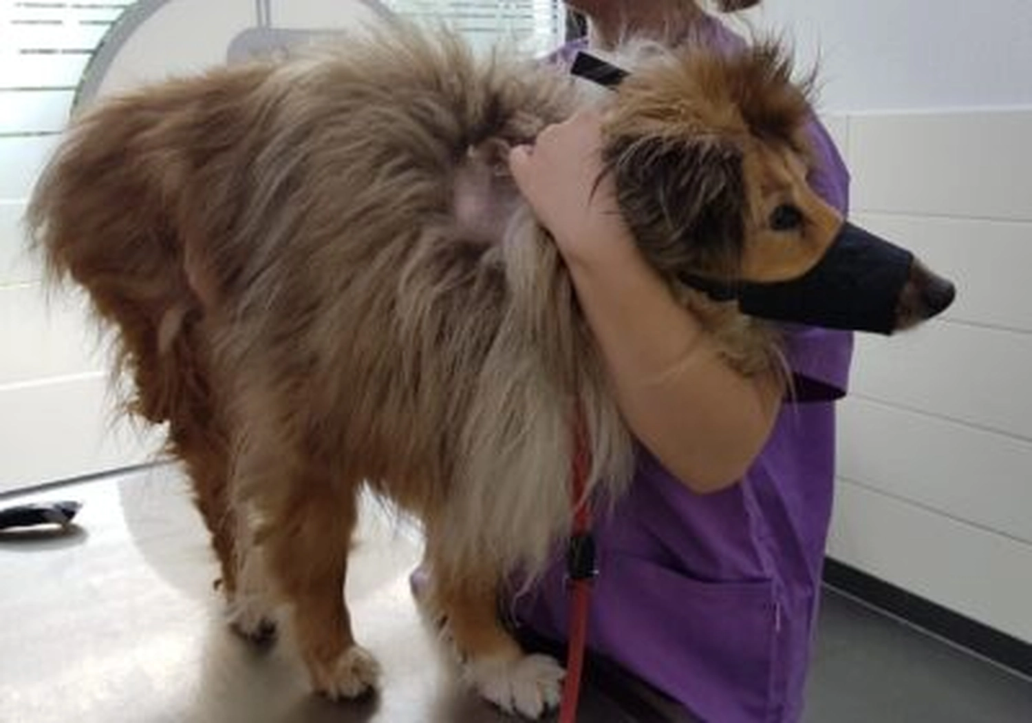 Tierschutzorganisation Arche 90 e.V. - Arche hilft Hund und Halterin