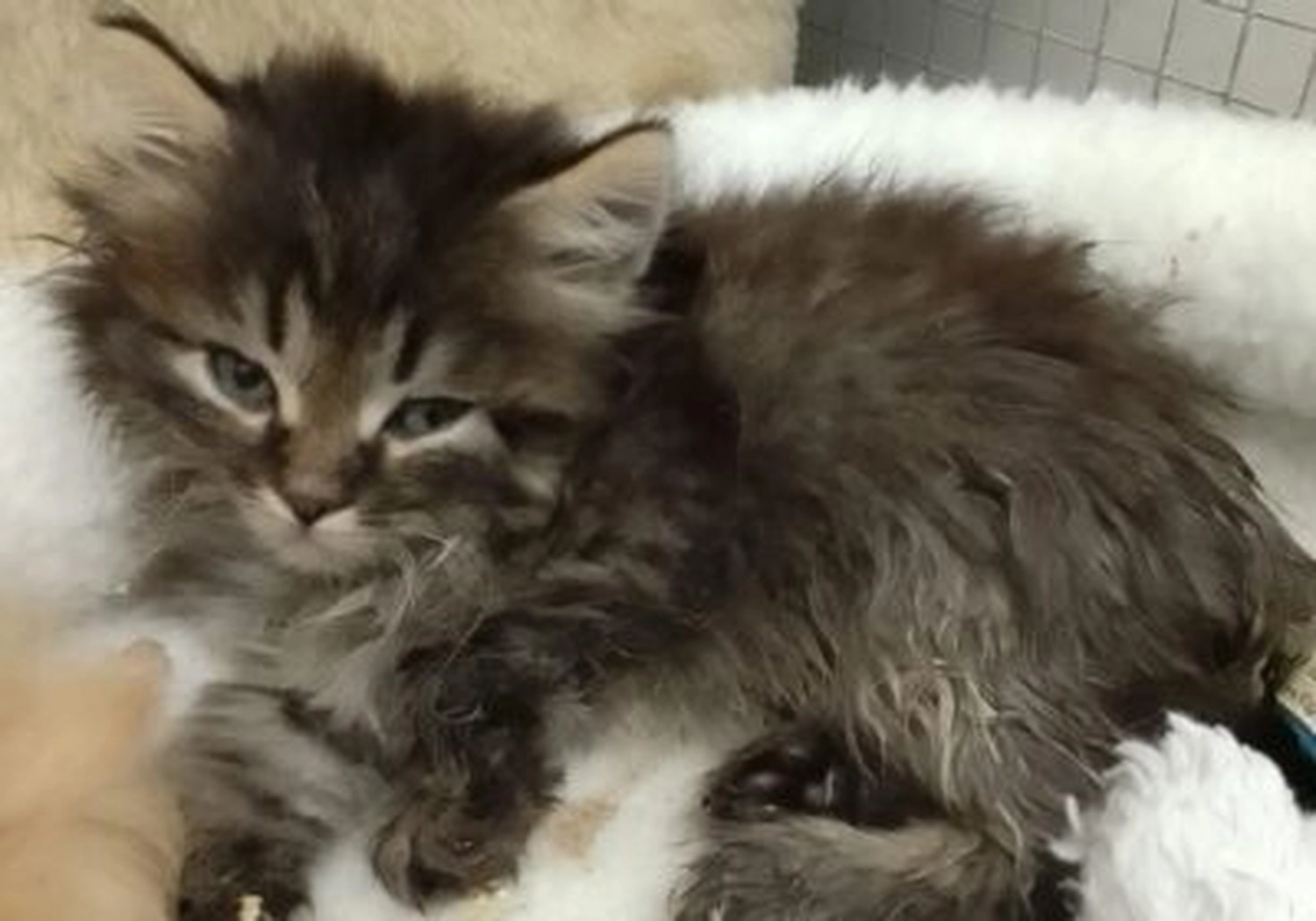Tierschutzorganisation Arche 90 e.V. - Kitten