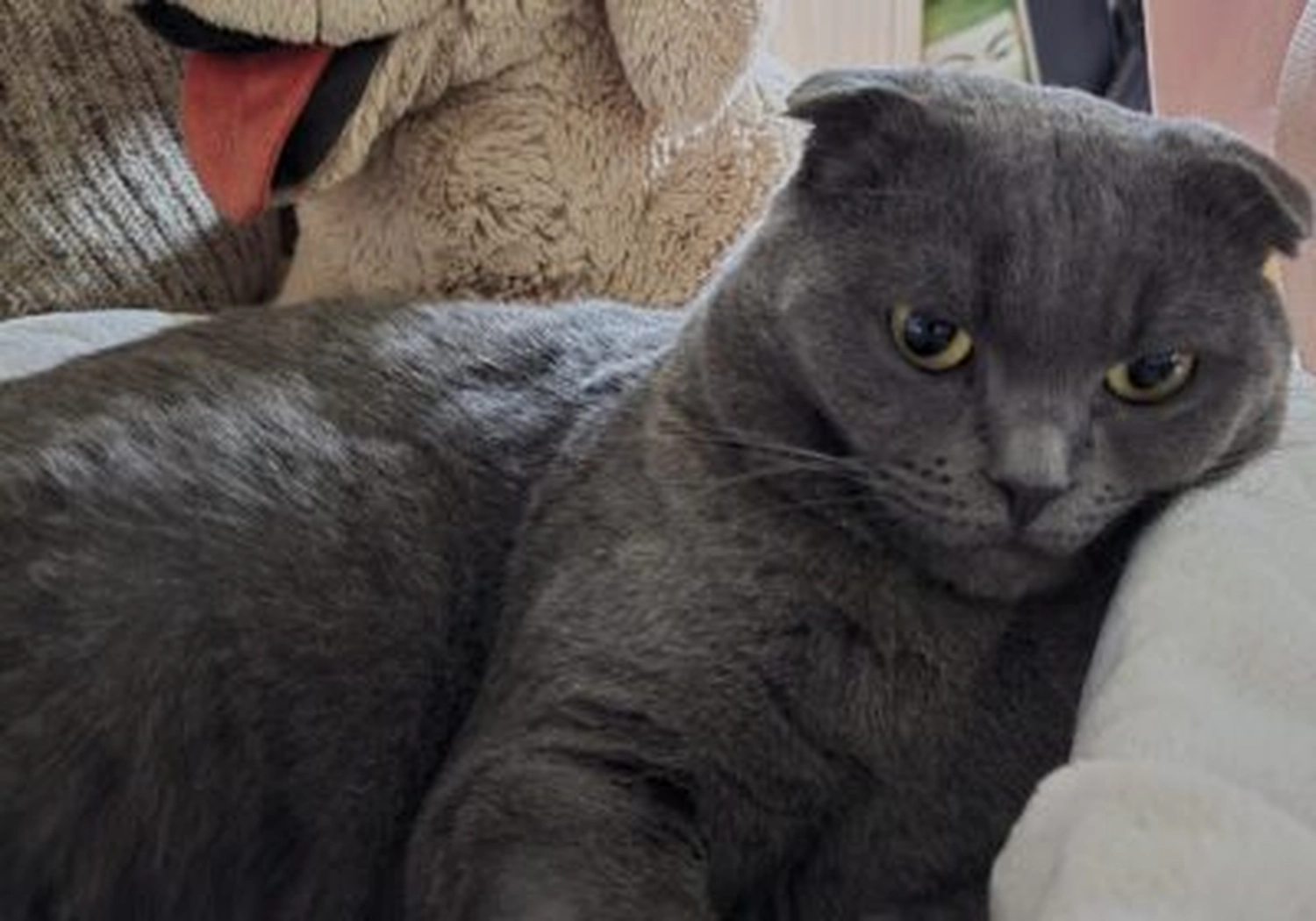 Tierschutzorganisation Arche 90 e.V. - Schmuse-Kater Smoky