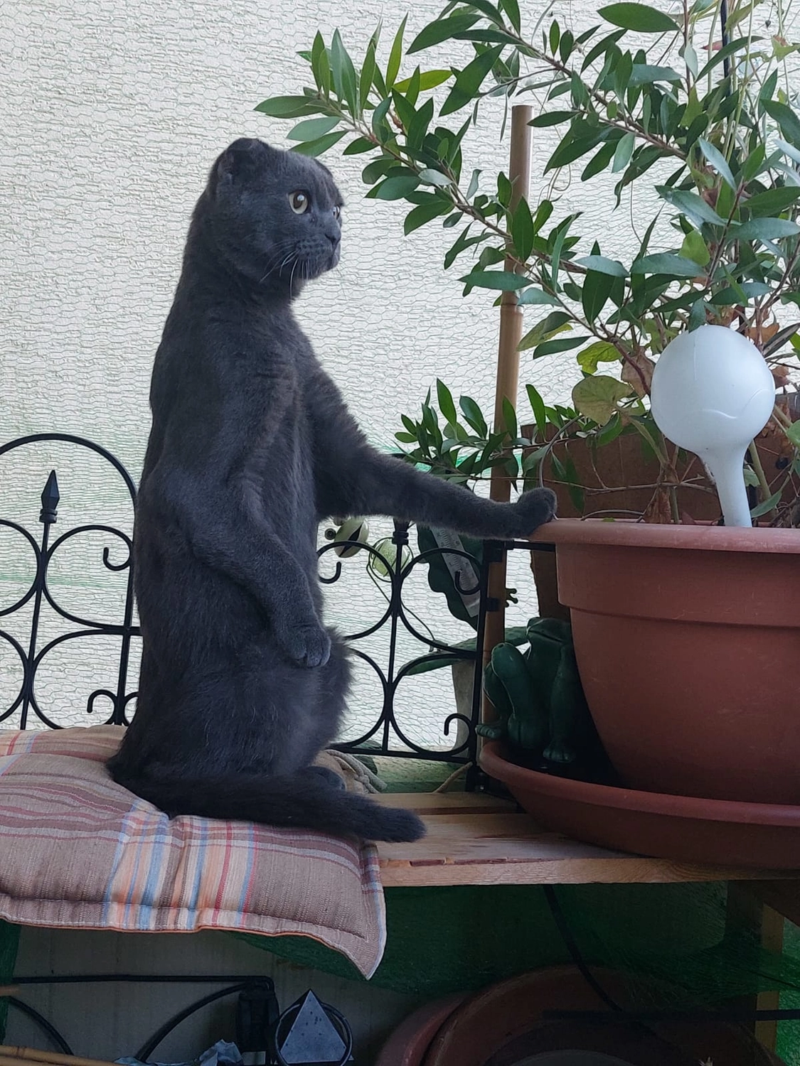 Tierschutzorganisation Arche 90 e.V. - Schmuse-Kater Smoky