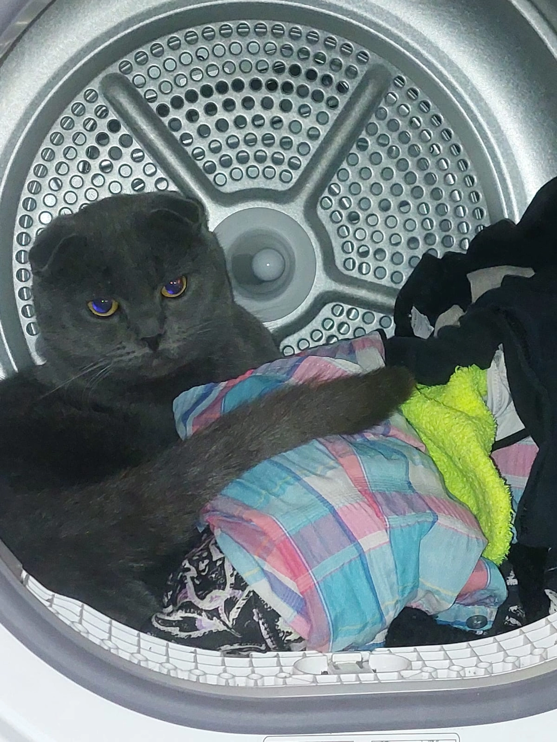 Tierschutzorganisation Arche 90 e.V. - Schmuse-Kater Smoky