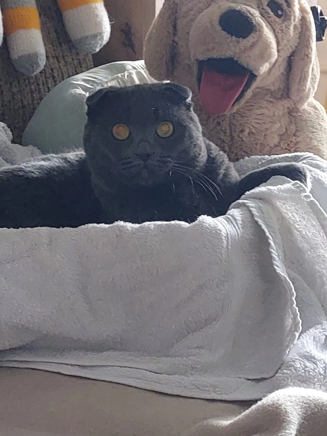 Tierschutzorganisation Arche 90 e.V. - Schmuse-Kater Smoky