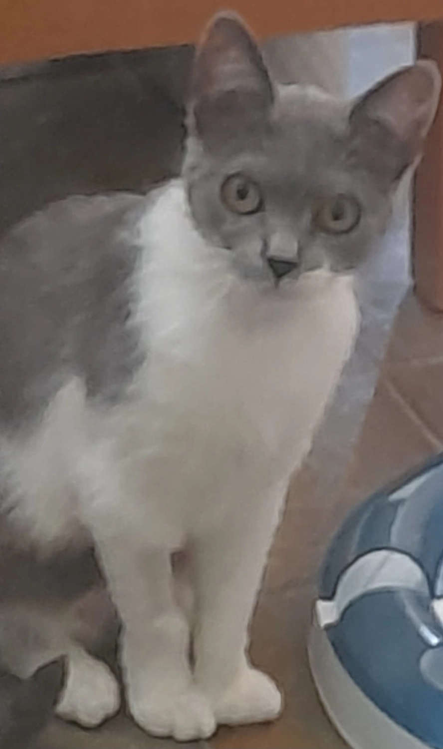Tierschutzorganisation Arche 90 e.V. - Yuki Katze