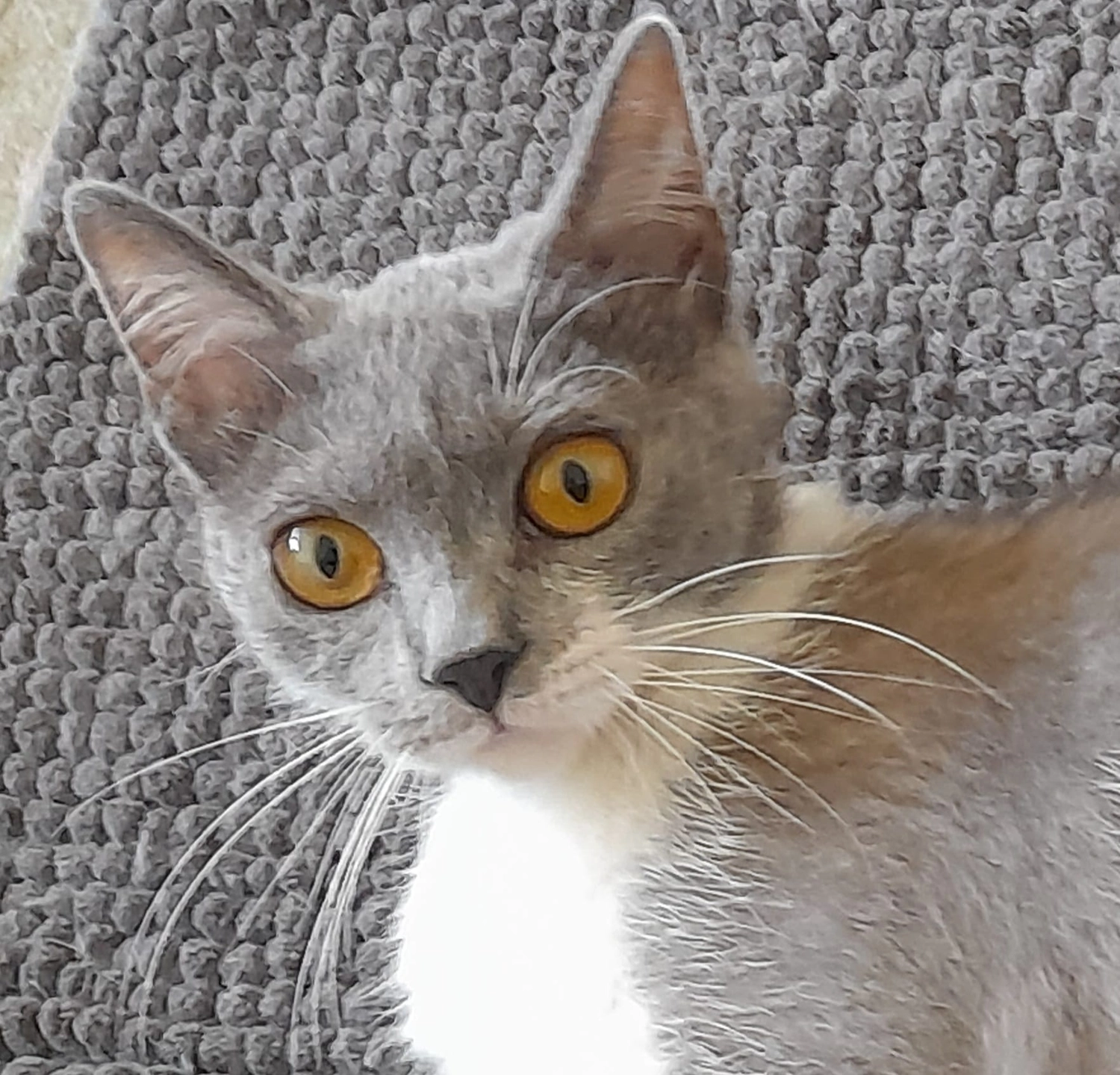 Tierschutzorganisation Arche 90 e.V. - Yuki Katze