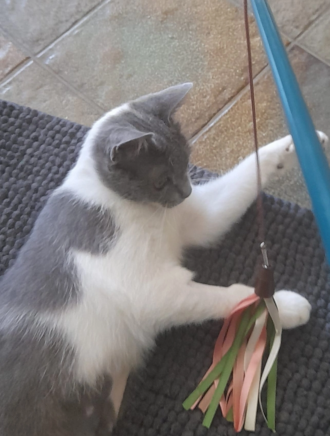 Tierschutzorganisation Arche 90 e.V. - Yuki Katze