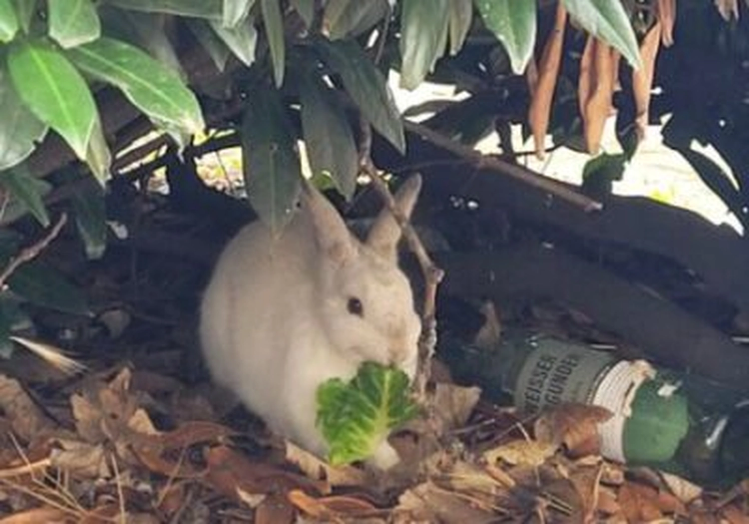 Tierschutzorganisation Arche 90 e.V. - Ein blasses oder weißes Kaninchen kauert unter grünem Gartenlaub neben Abfall oder einer Flasche.