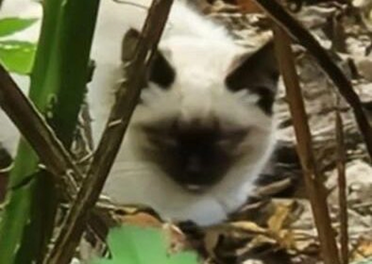 Tierschutzorganisation Arche 90 e.V. - Eine hellhaarige Katze mit dunklen Seal-Point-Zeichnungen an Gesicht und Ohren ruht draußen zwischen grünen Pflanzen und Zweigen.